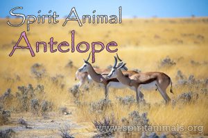 Antelope as Spirit Animal