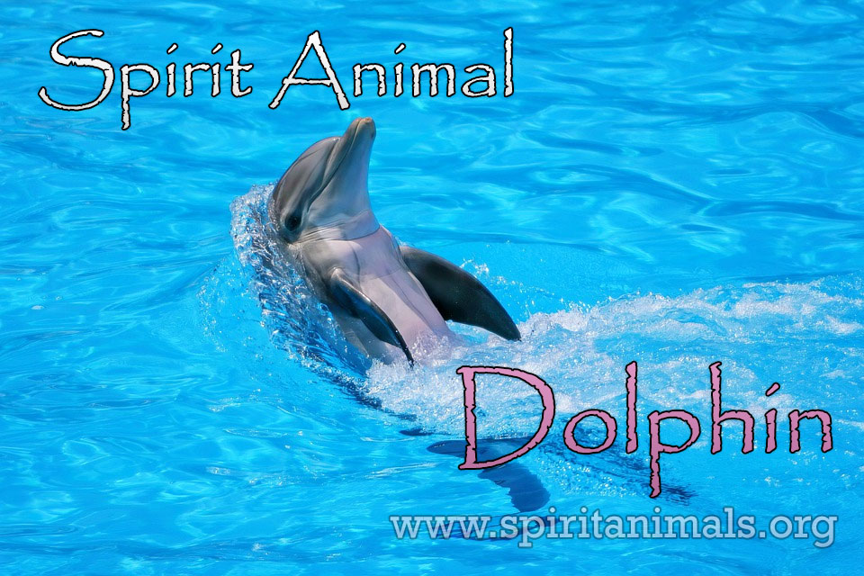 Dolphin Spirit Animal - Meaning and Interpretation - Spirit Animals