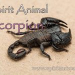 Scorpion as Spirit Animal