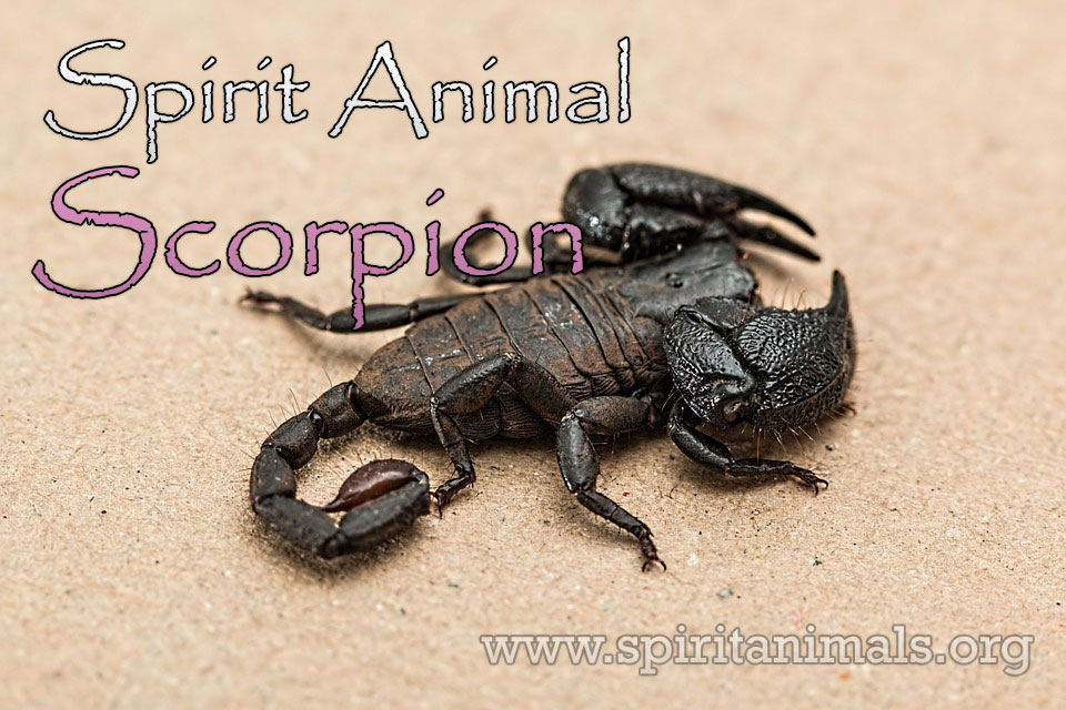 Scorpion as Spirit Animal