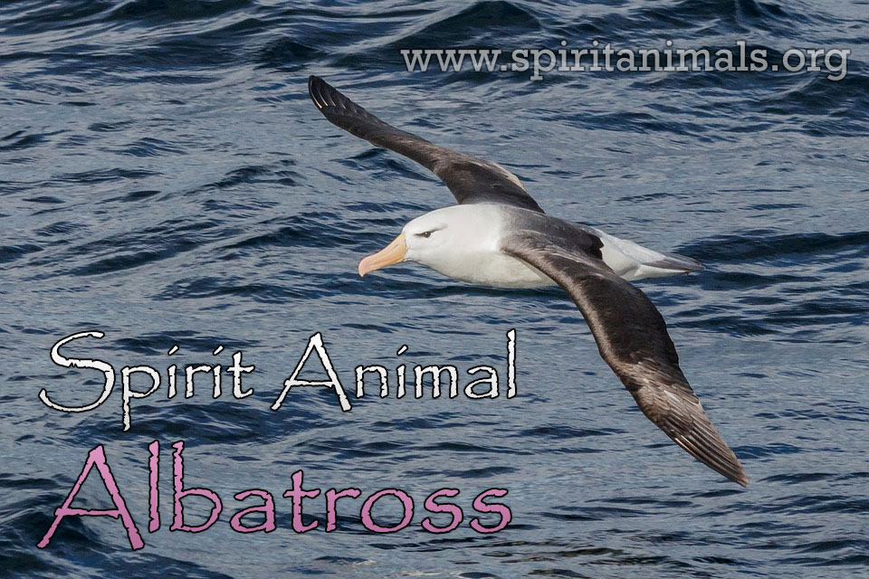 Albatross - Spirit Animal Meaning and Symbolism - Spirit Animals