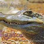 Alligator as Spirit Animal
