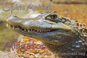 Alligator as Spirit Animal