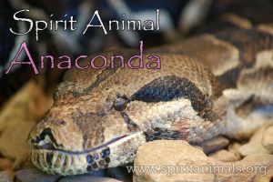 Anaconda as Spirit Animal
