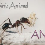 Ant as Spirit Animal