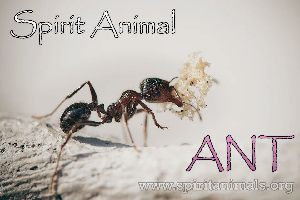 Ant as Spirit Animal