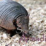 Armadillo as Spirit Animal