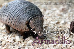 Armadillo as Spirit Animal