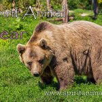Bear as Spirit Animal