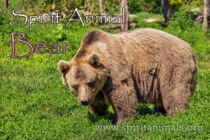 Bear as Spirit Animal