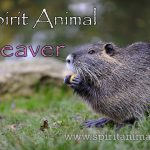 Beaver as Spirit Animal