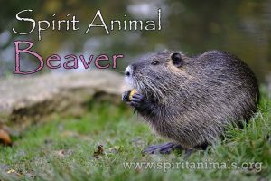 Beaver as Spirit Animal