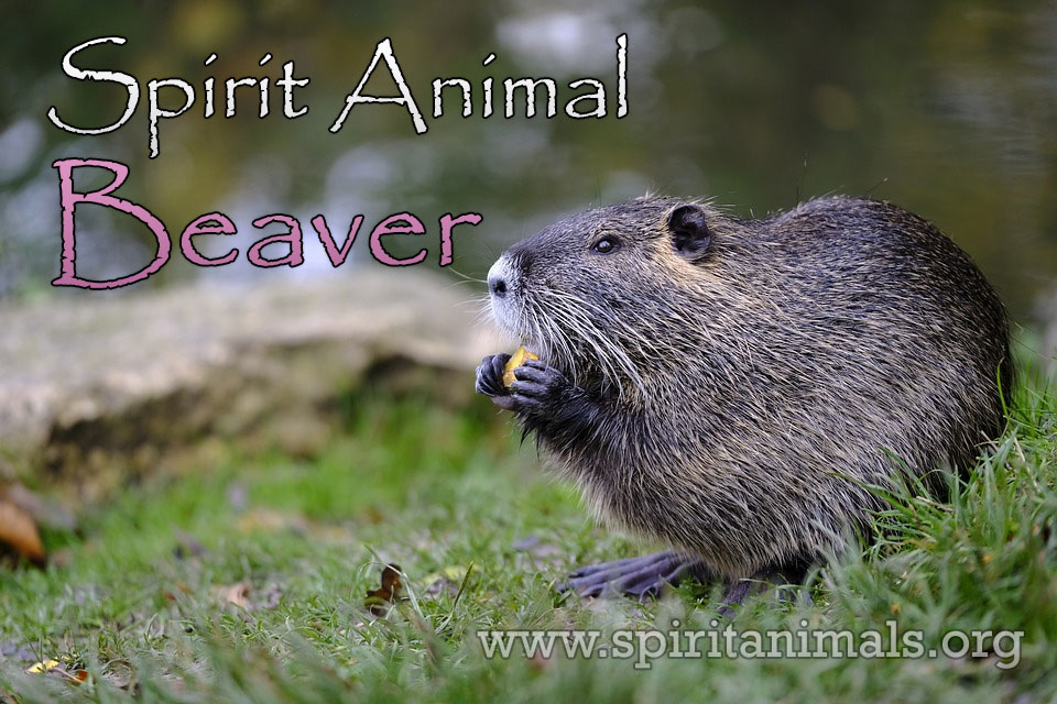 Beaver as Spirit Animal - Symbolism and Meaning - Spirit Animals