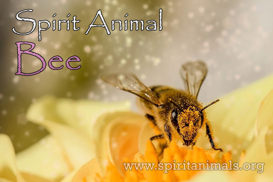 Bee - Spirit Animal Meaning and Symbolism - Spirit Animals