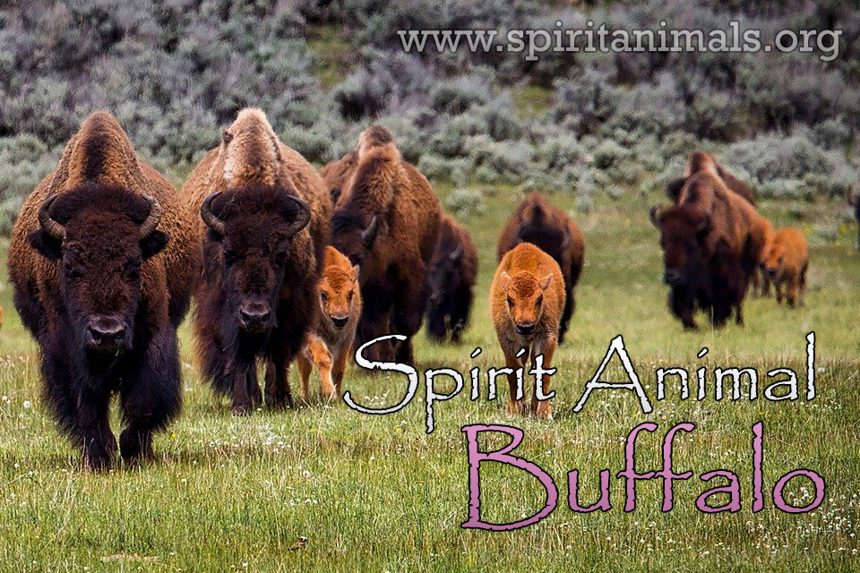 Buffalo as Spirit Animal
