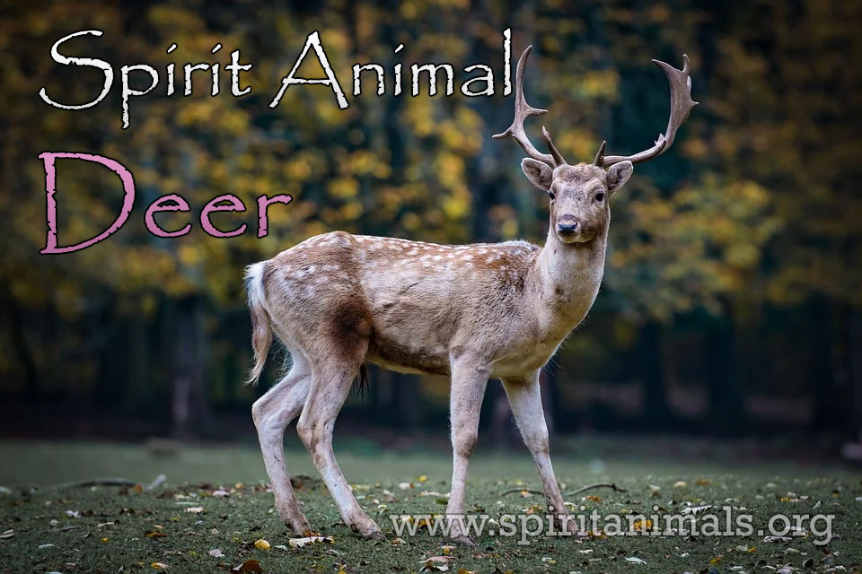 Deer as Spirit Animal