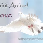Dove as Spirit Animal