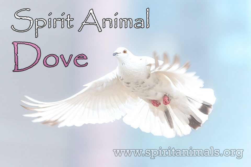 Dove as Spirit Animal