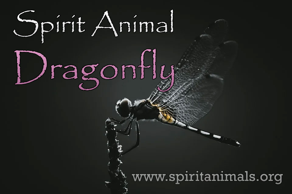 Dragonfly as Spirit Animal