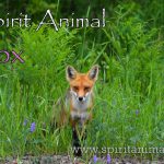 Fox as Spirit Animal