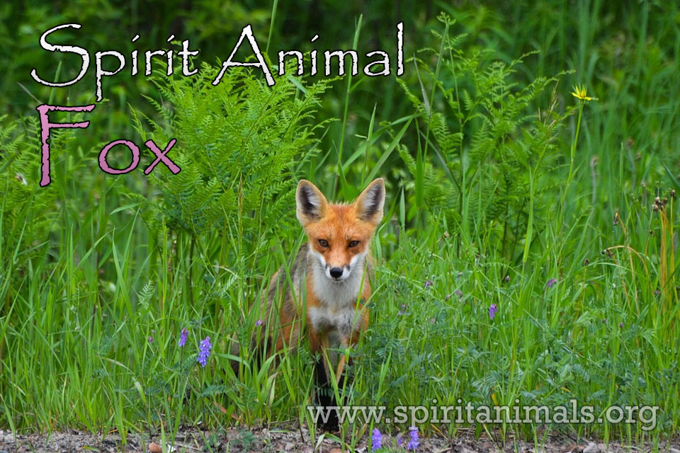 Fox as Spirit Animal