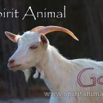 Goat as Spirit Animal