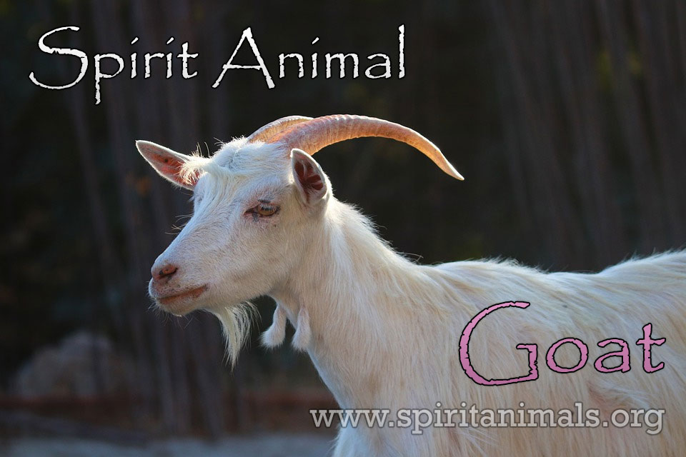 Goat as Spirit Animal