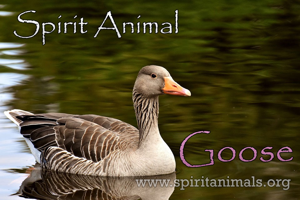 Goose as Spirit Animal