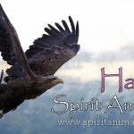 Hawk as Spirit Animal