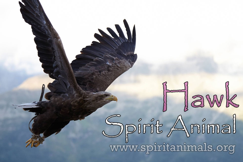 Hawk as Spirit Animal