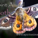 Moth as Spirit Animal