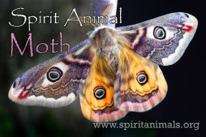 Moth as Spirit Animal