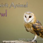 Owl as Spirit Animal