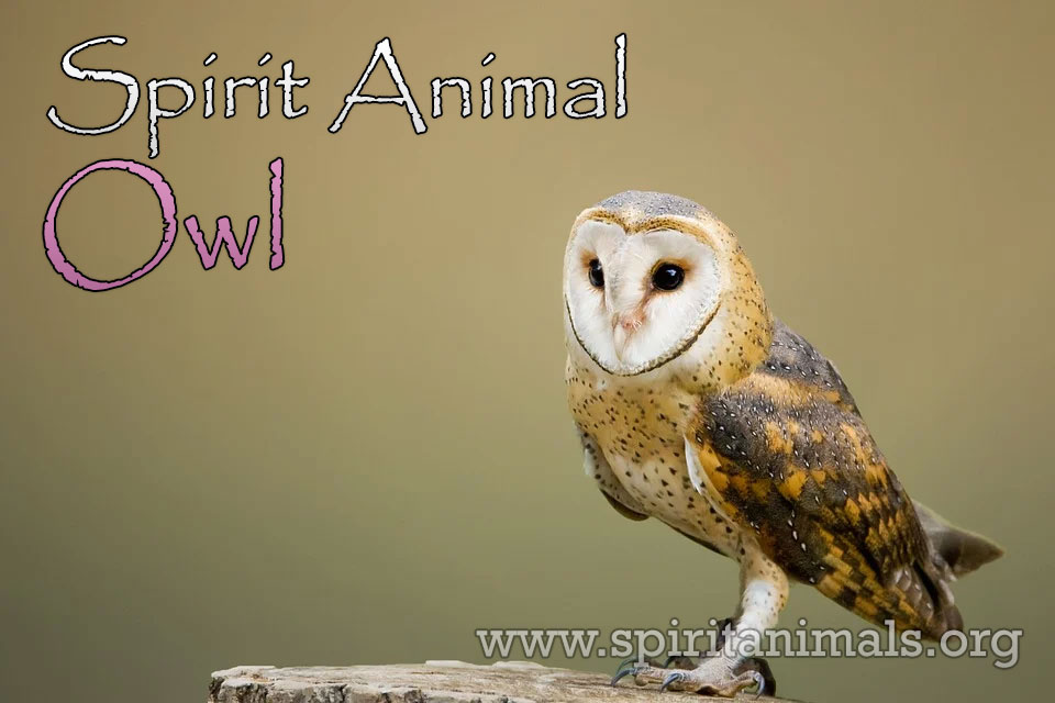 Owl as Spirit Animal