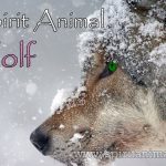 Wolf as Spirit Animal