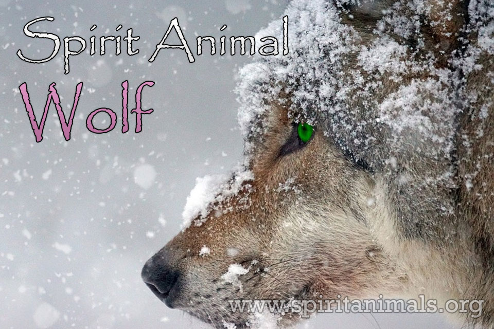 Wolf - Spirit, Power and Totem Animal - Spirit Animals