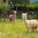 Alpaca as Spirit Animal