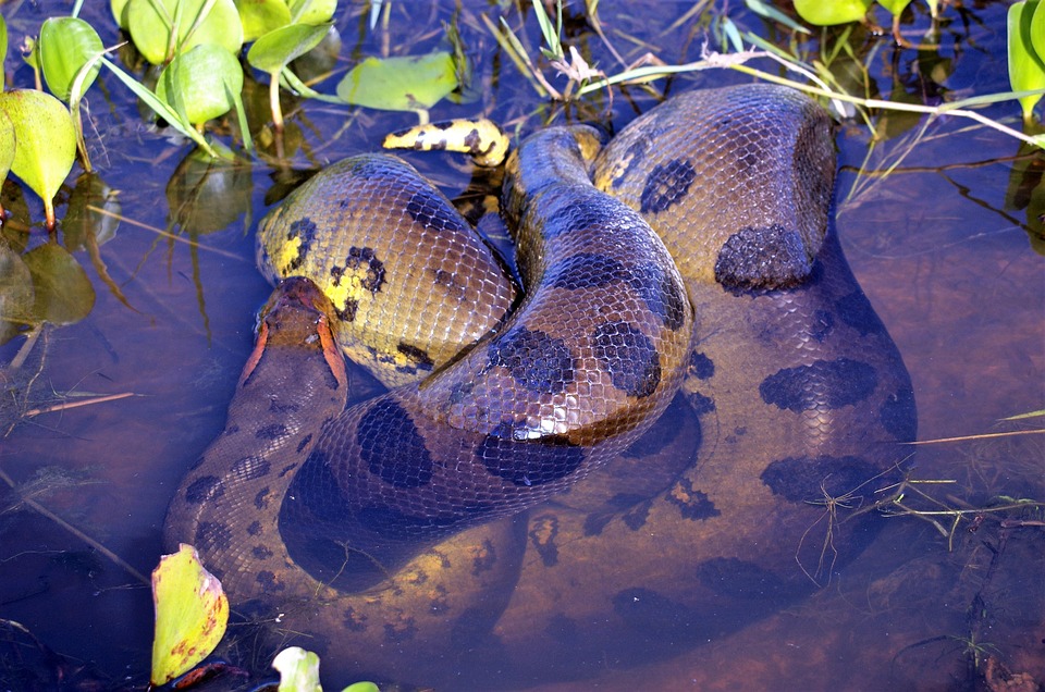 Anaconda in a Dream