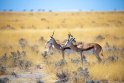 Antelope in savanah