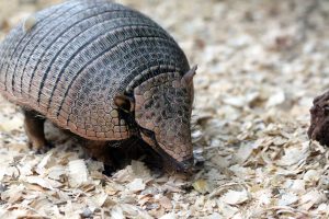 Armadillo in a Dream