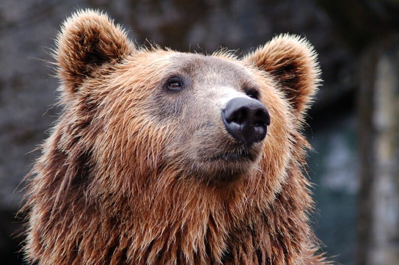 Bear Spirit Animal Symbolism & Meaning - A-Z Animals