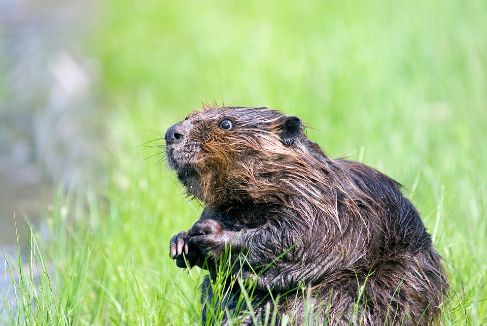 Beaver in a Dream