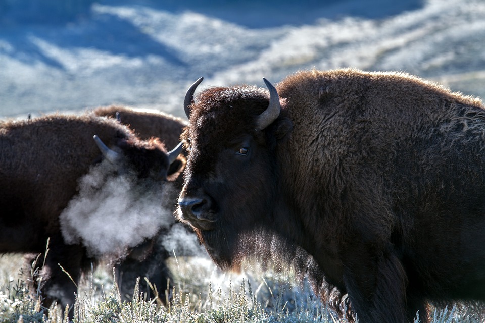 What Does It Mean to Dream About Buffaloes?  