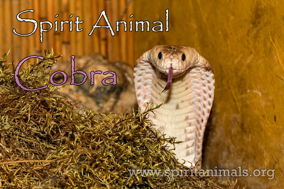 Cobra Spirit Animal - Hidden Meaning and Symbolism - Spirit Animals