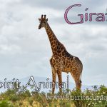 Giraffe as Spirit Animal