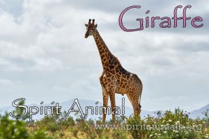 Giraffe as Spirit Animal