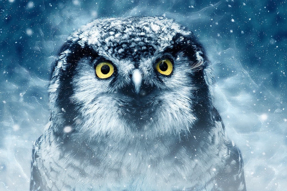 Owl in a Dream