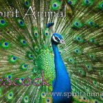 Peacock as Spirit Animal