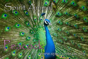 Peacock as Spirit Animal