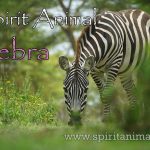 Zebra as Spirit Animal
